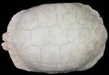 Fossil Tortoise (Testudo) - Uncommon Species #50819-3